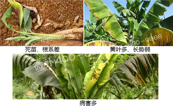 微補 微補