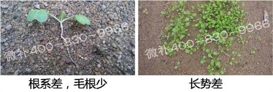 1、苗期前期（3-5片葉）.jpg