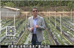 20180108珠江臺(tái)搖錢(qián)樹(shù)：草莓苗弱膨果增甜如何做？