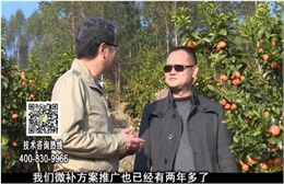 20180122珠江臺(tái)搖錢(qián)樹(shù)：廣西柑橘如何管？產(chǎn)量賣(mài)相好?