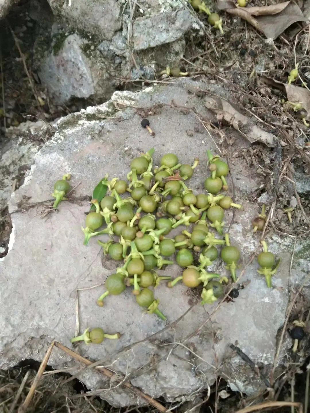落果 落果