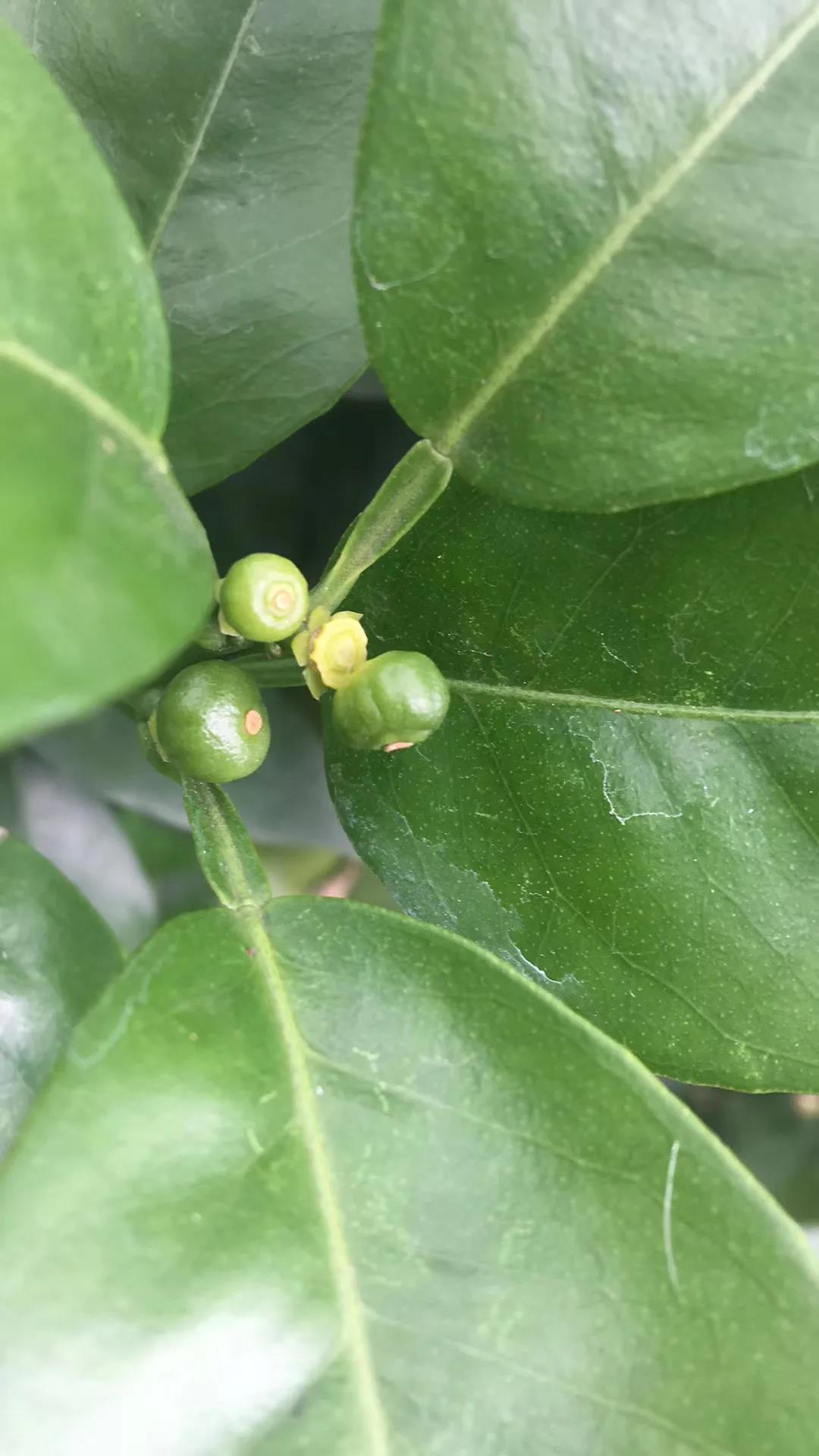 黃果 黃果