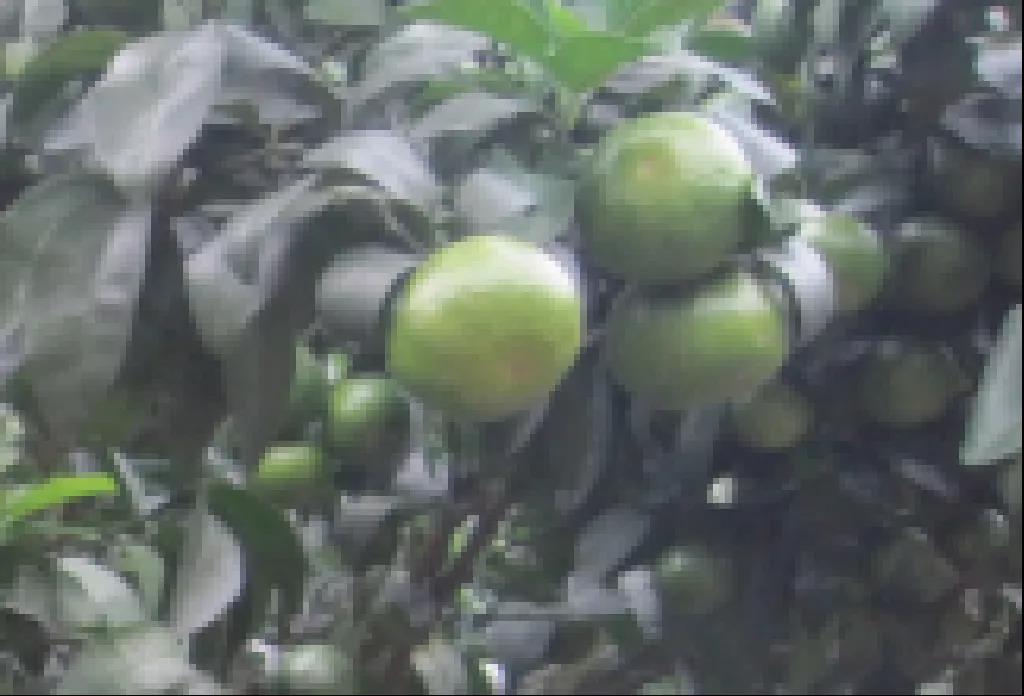秋梢老熟后果實 秋梢老熟后果實