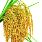 水稻小麥營(yíng)養(yǎng)方案 水稻小麥營(yíng)養(yǎng)方案