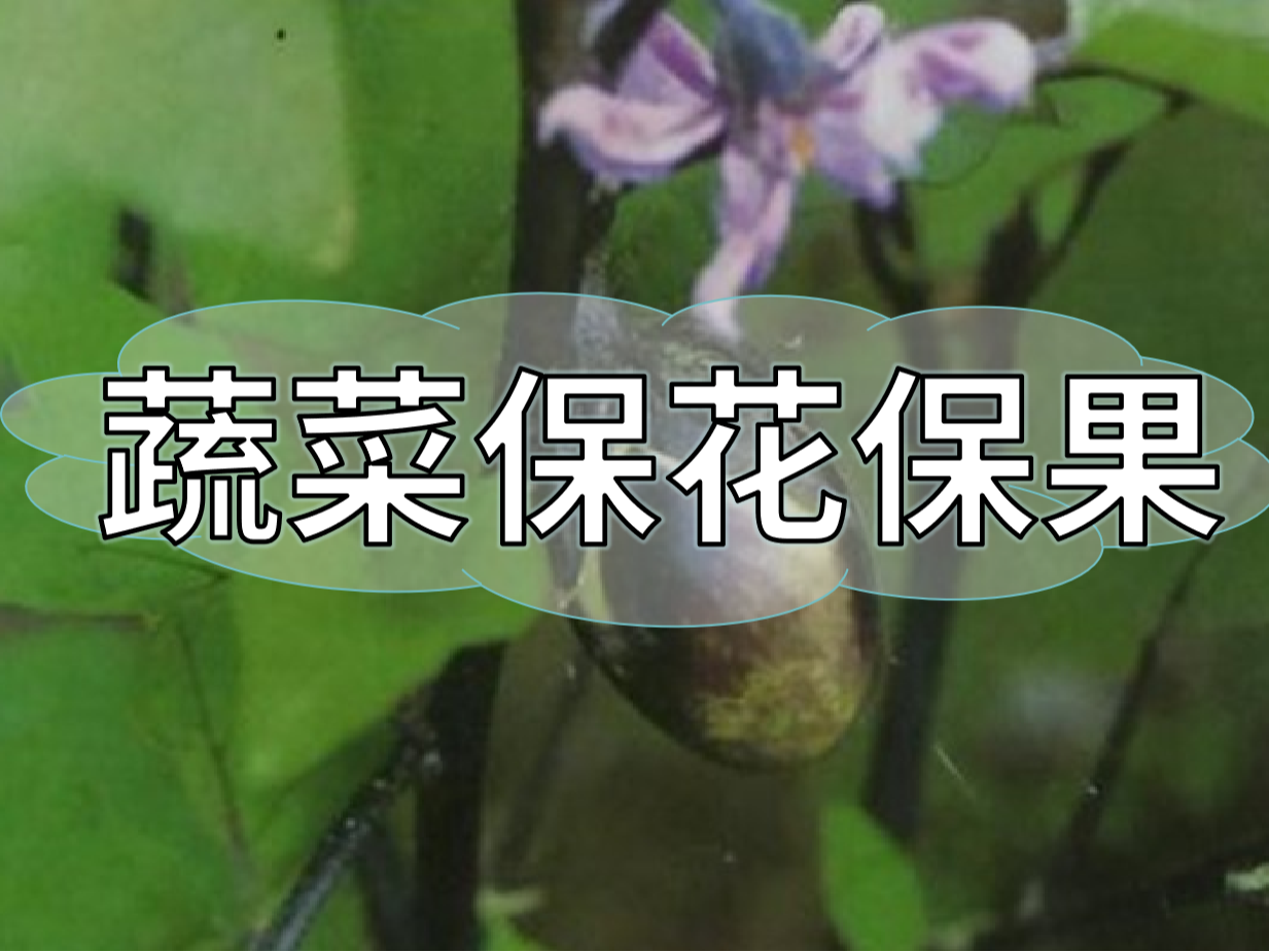 蔬菜高溫花少坐果少，一套方案促花保果