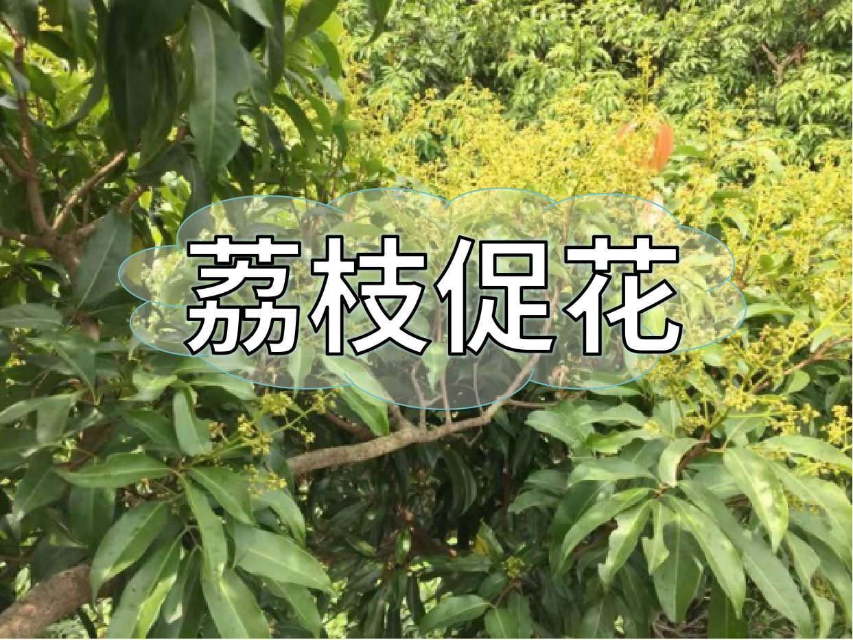 荔枝控梢期，做好促花工作，來年高產(chǎn)有基礎(chǔ)