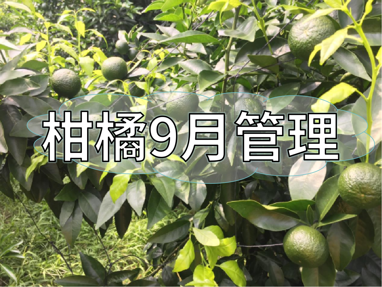 9月柑橘著色、秋梢老熟、促花、防落防裂如何平衡？