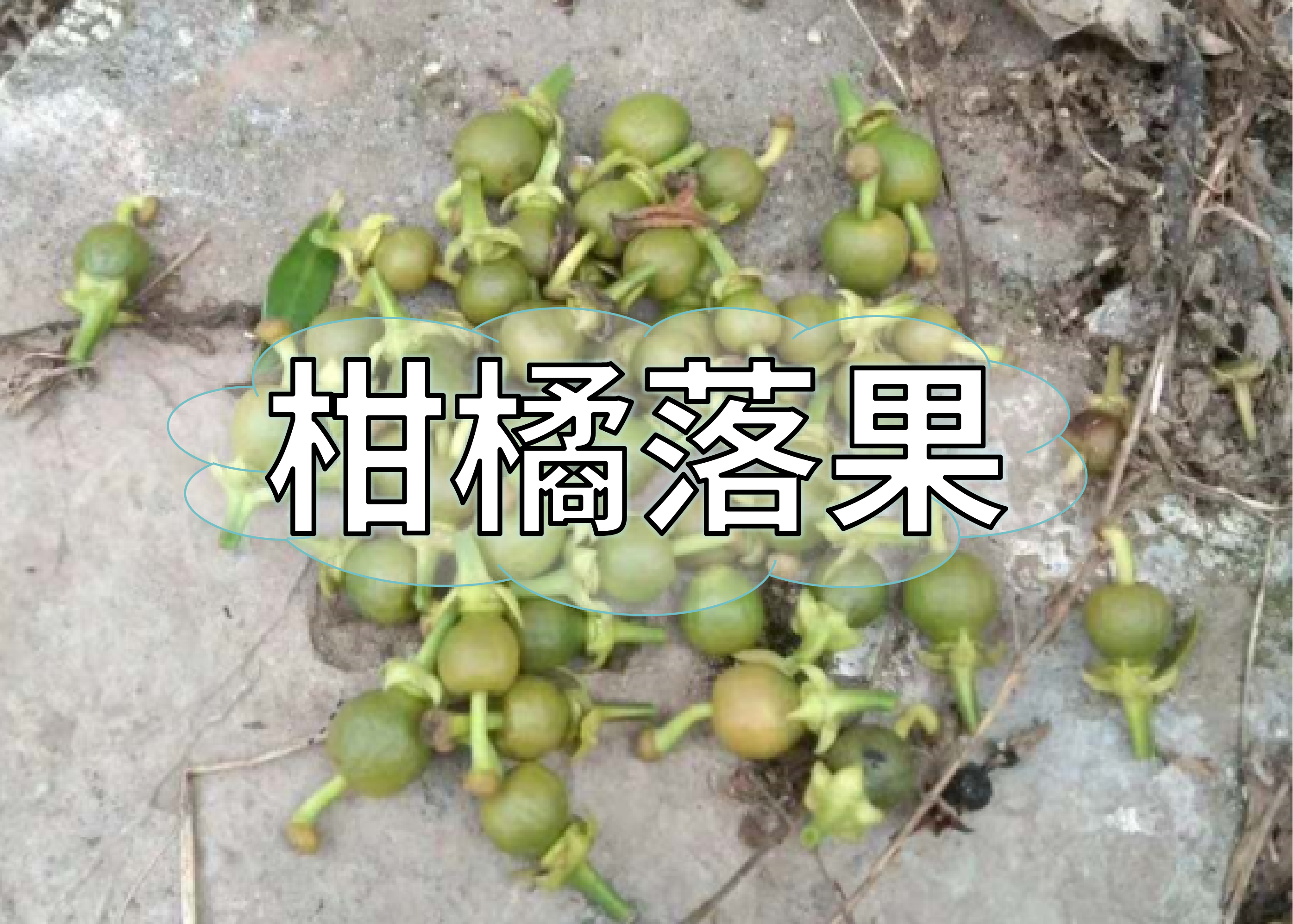 現(xiàn)在柑橘落果又多了，怎么辦？