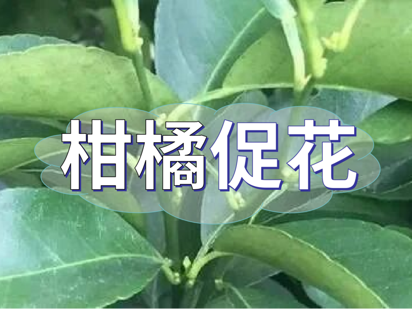 柑橘來年開花多花健壯，這個(gè)促花方案必加上