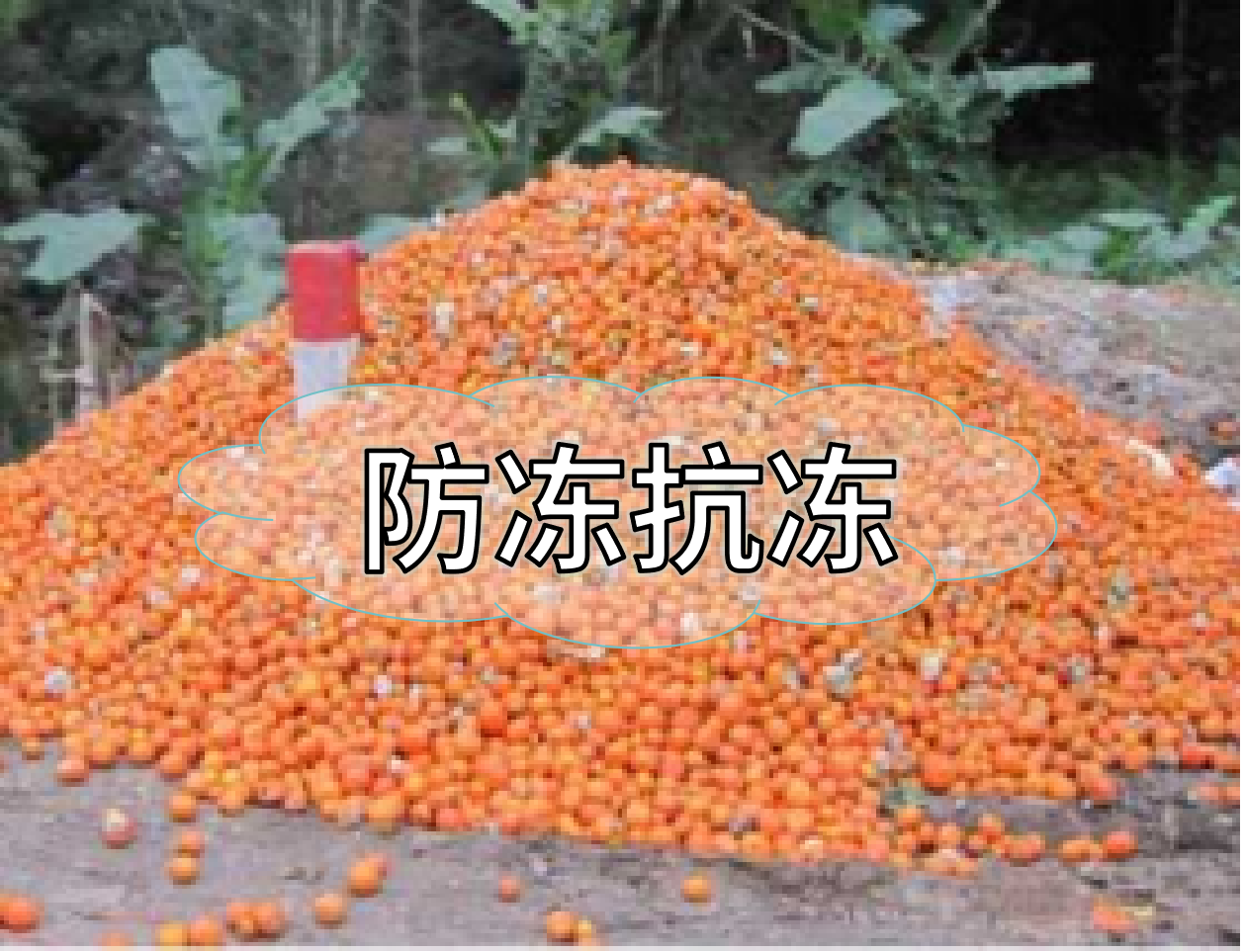 抗凍營養(yǎng)提前積累，今年抗凍不愁