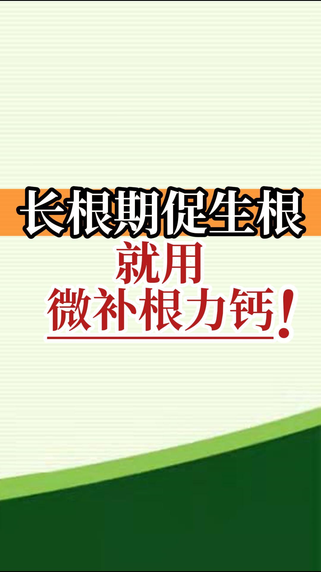 長根期促生根就用微補根力鈣！