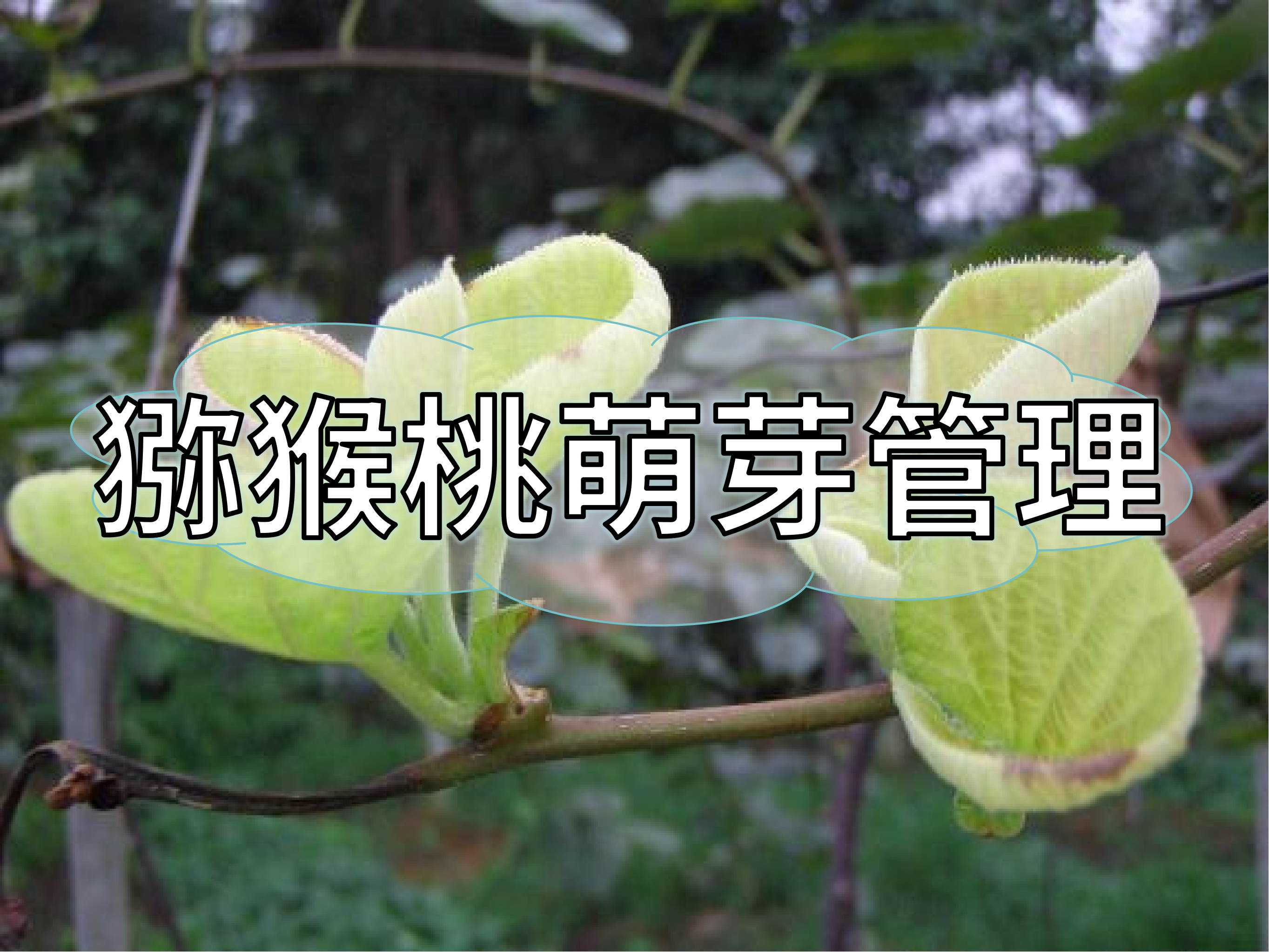 獼猴桃萌芽整齊健壯這樣做！