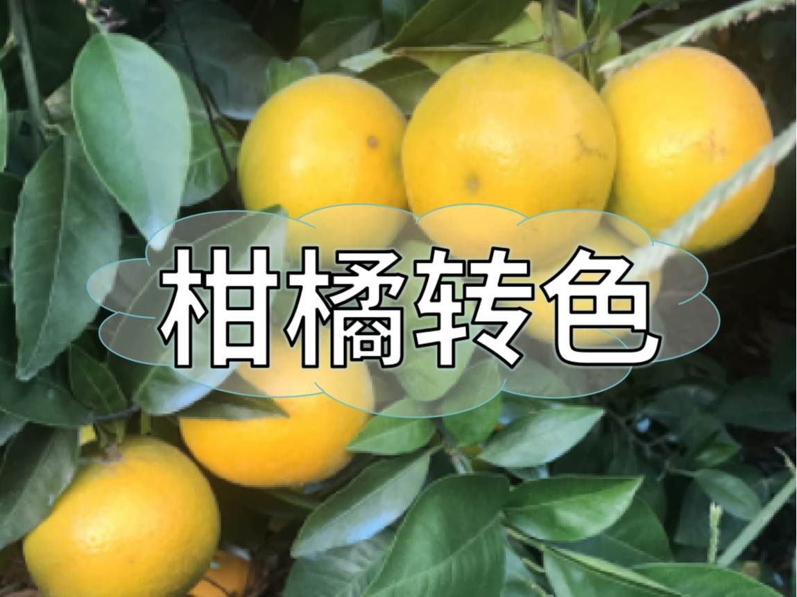 柑橘著色不理想，沖刺品質(zhì)果要抓緊了！