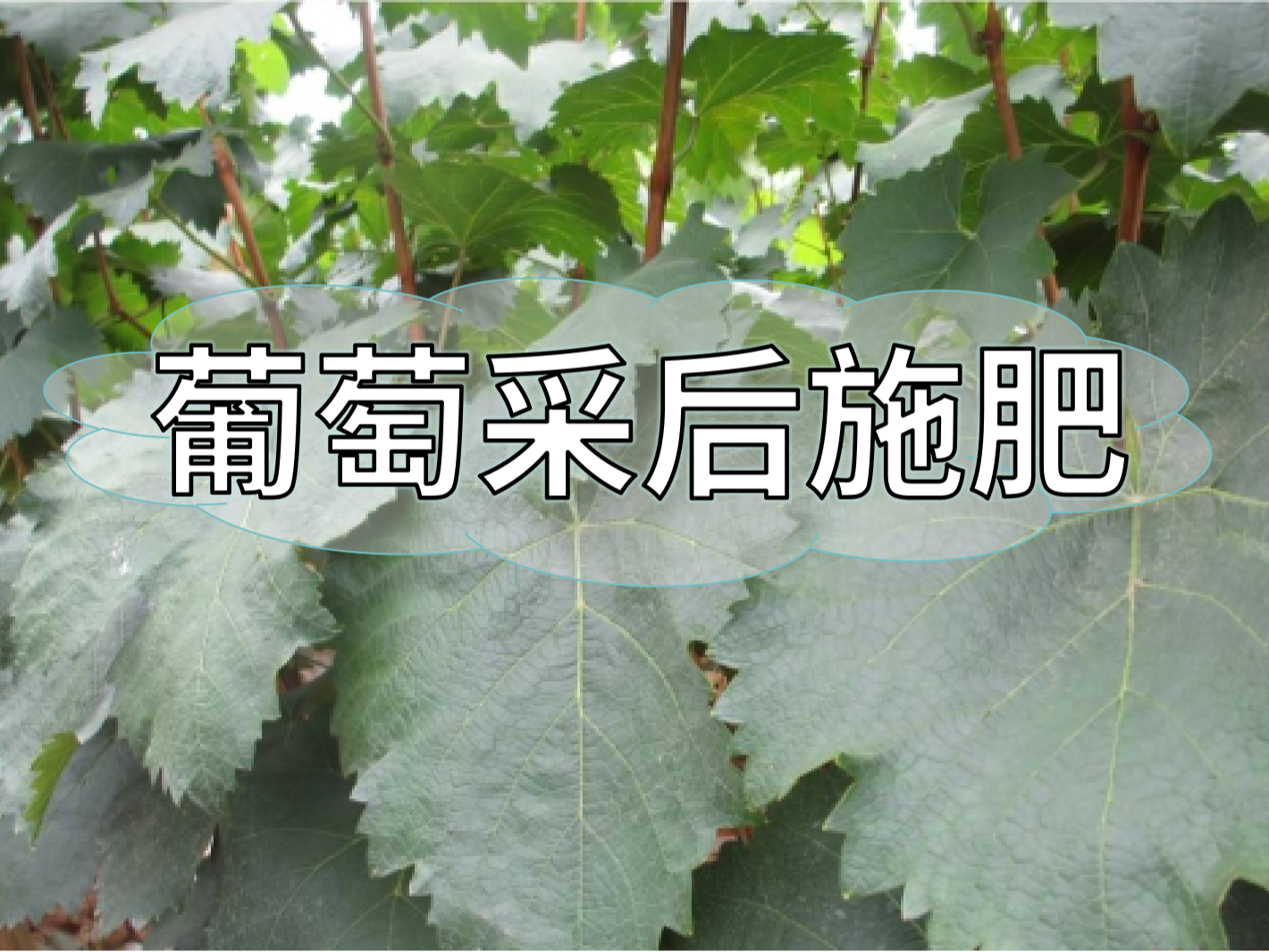 高產(chǎn)葡萄園采后如何施肥？