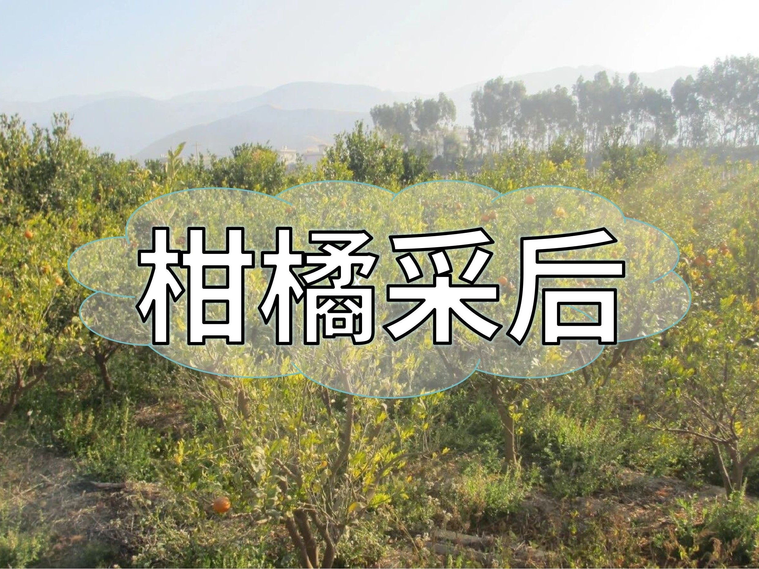 柑橘采后管理抓重點，明年花果多產(chǎn)量高
