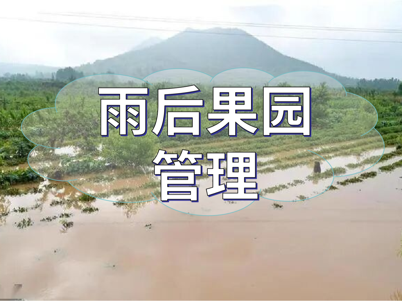 暴雨后果園補(bǔ)救的幾點(diǎn)措施