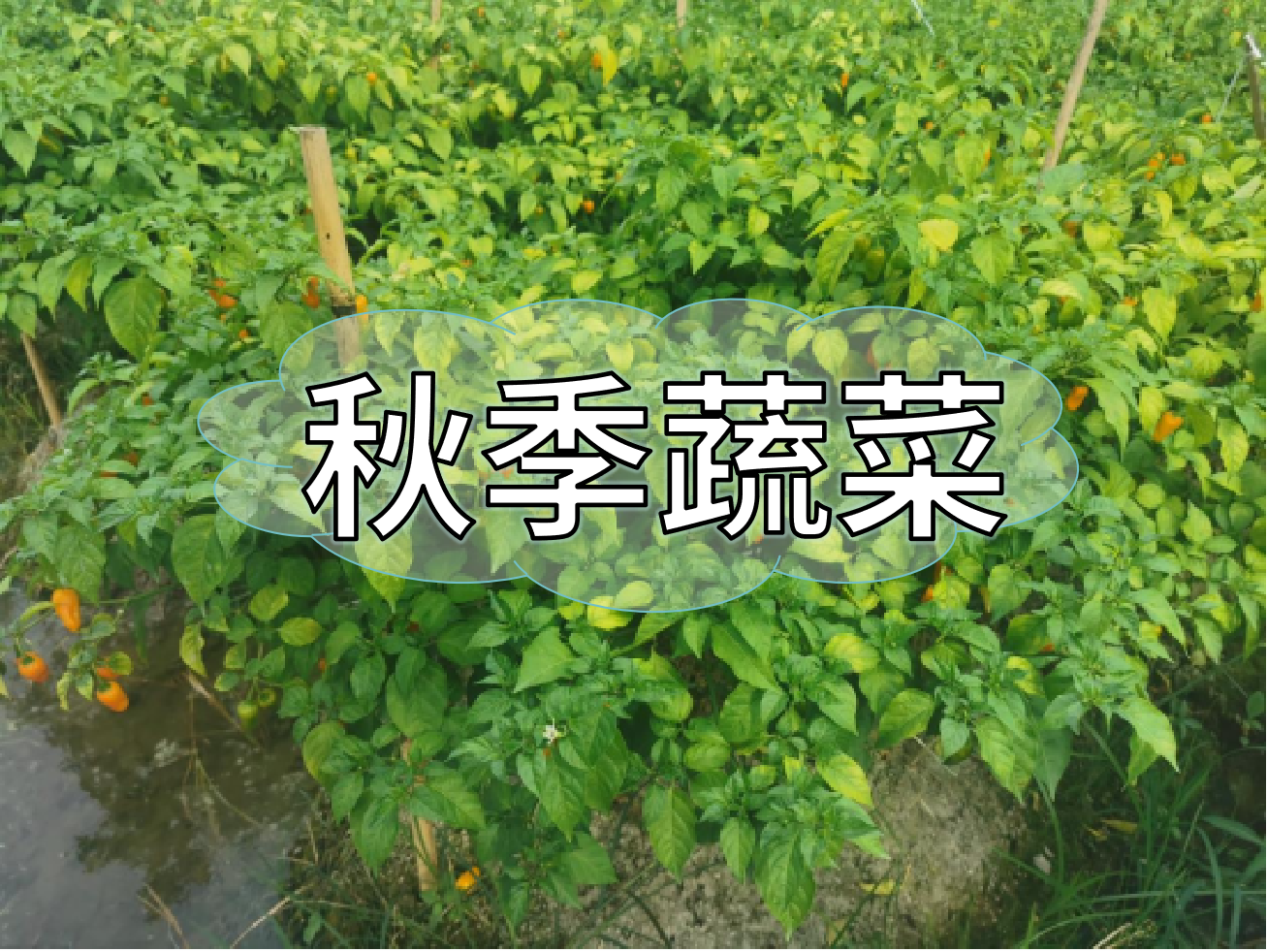 秋種蔬菜，如何提高成活率提高產(chǎn)量
