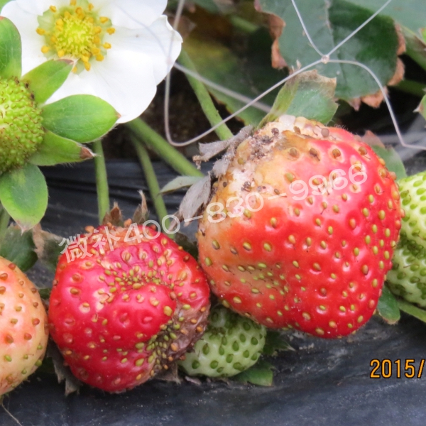 9畸形果、著色差