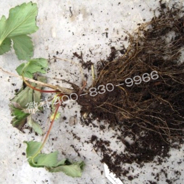 2死苗、黑根、爛根