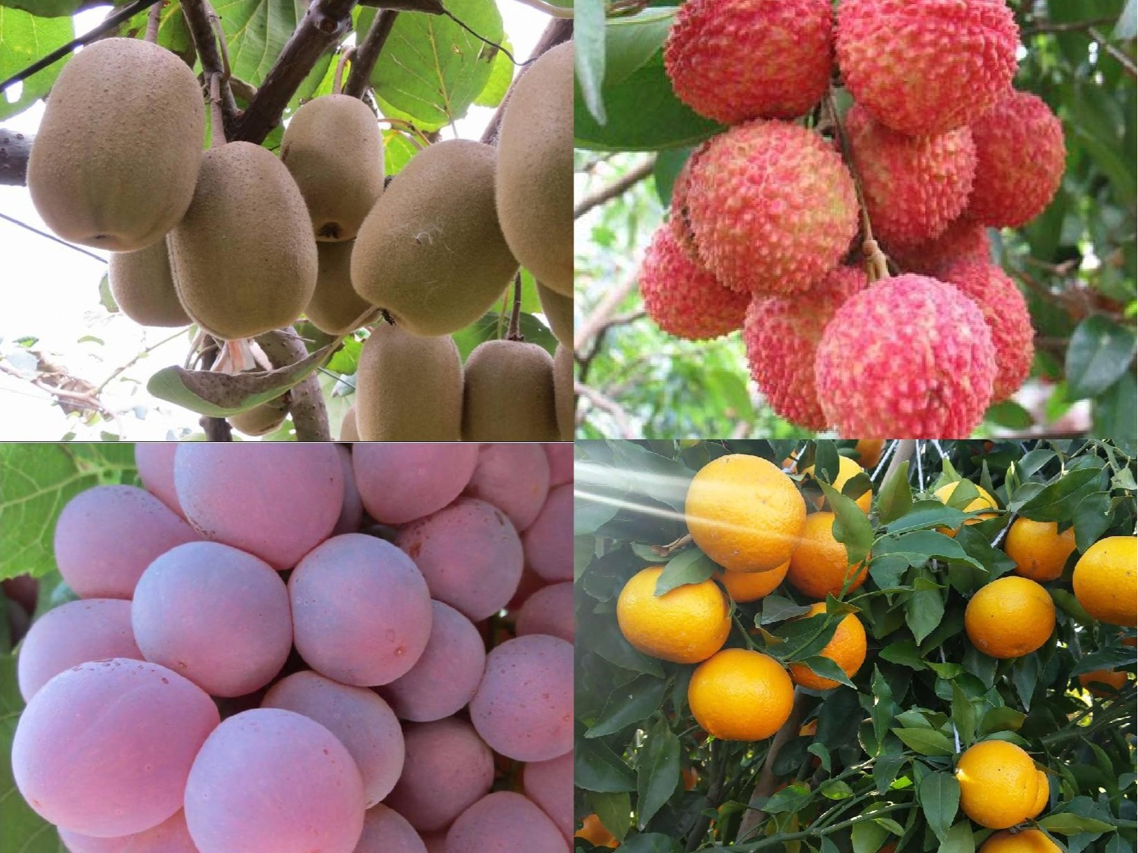 果樹補(bǔ)鈣全攻略：告別裂果爛果，種出優(yōu)質(zhì)好果