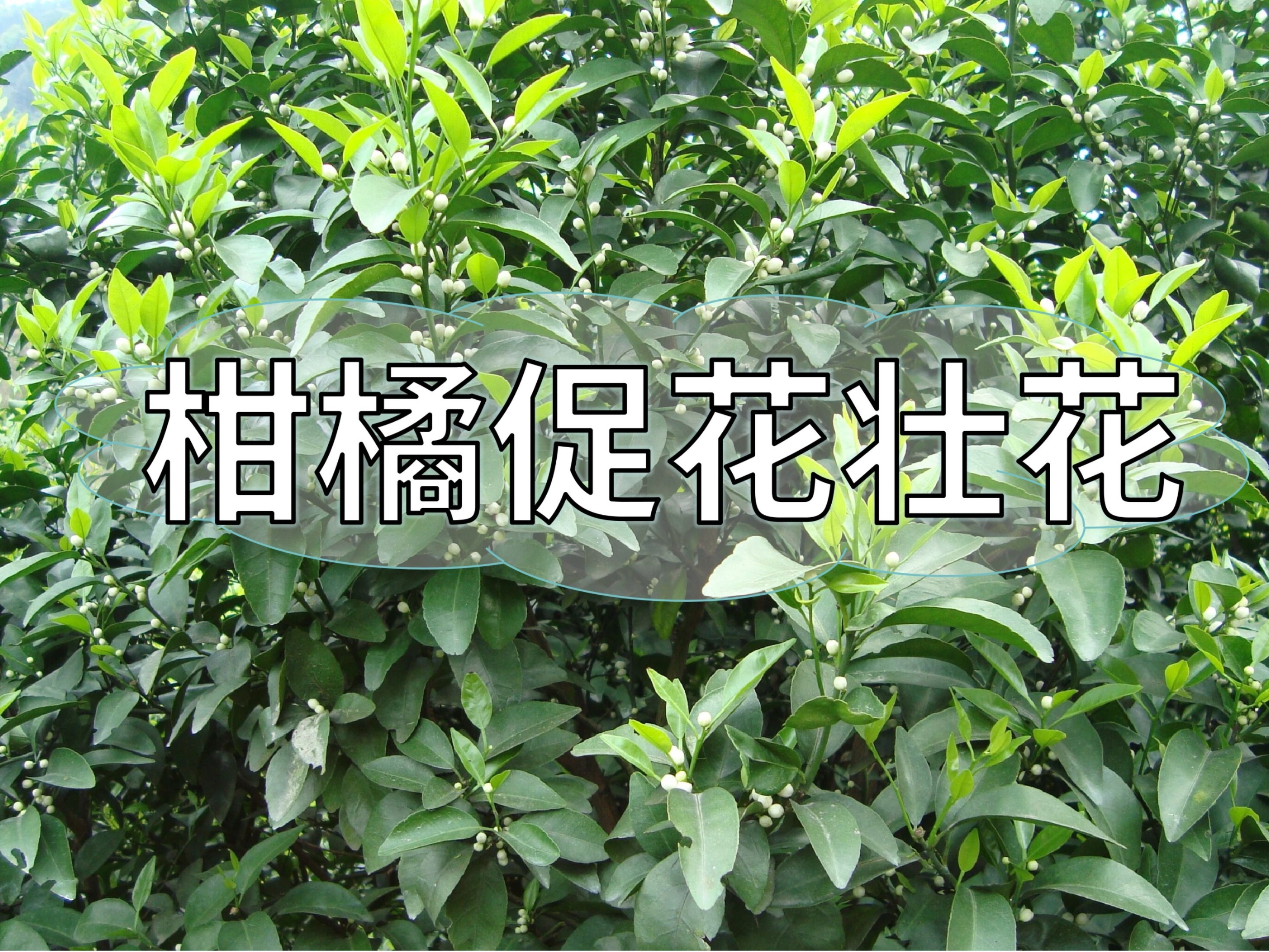 柑橘促花、壯花提升花質(zhì)，這一點別忽視