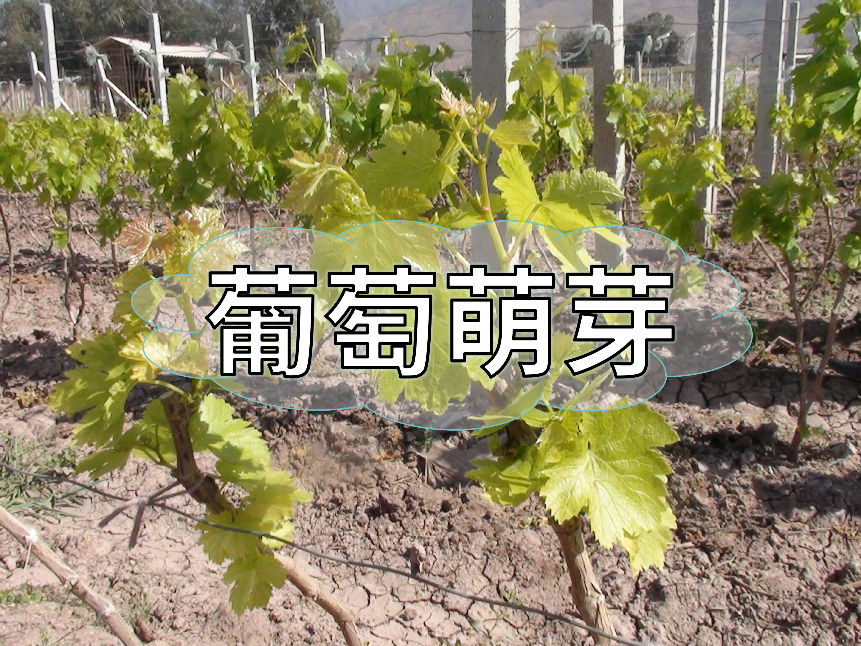 葡萄萌芽整齊最重要，一個方案讓葡萄出芽好萌芽齊
