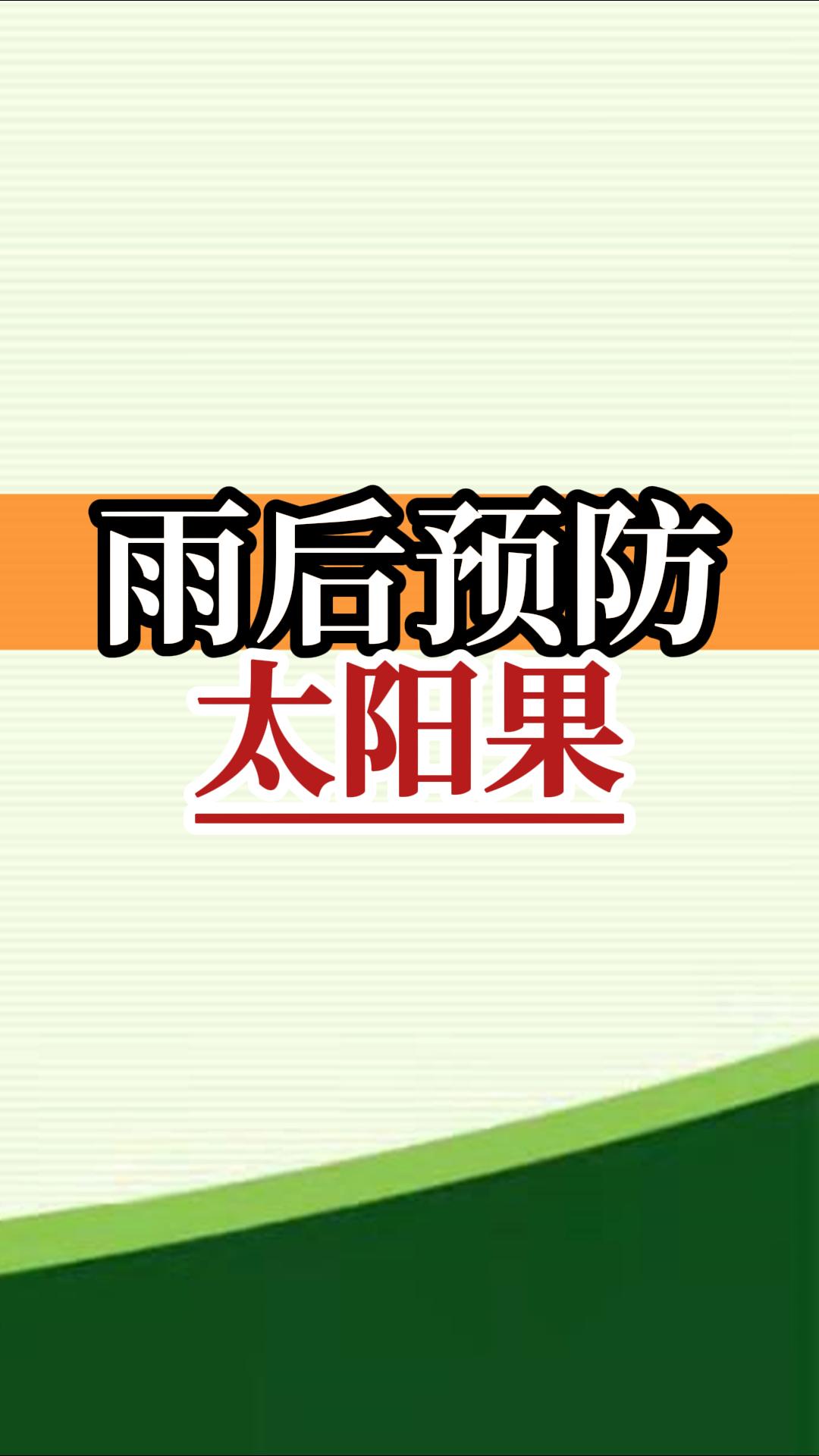 雨后高溫柑橘更易曬傷，及時管理預防太陽果