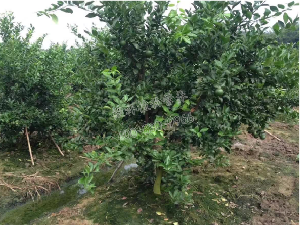 別人果園落果慘重，為何她的果園黃蒂落果少？