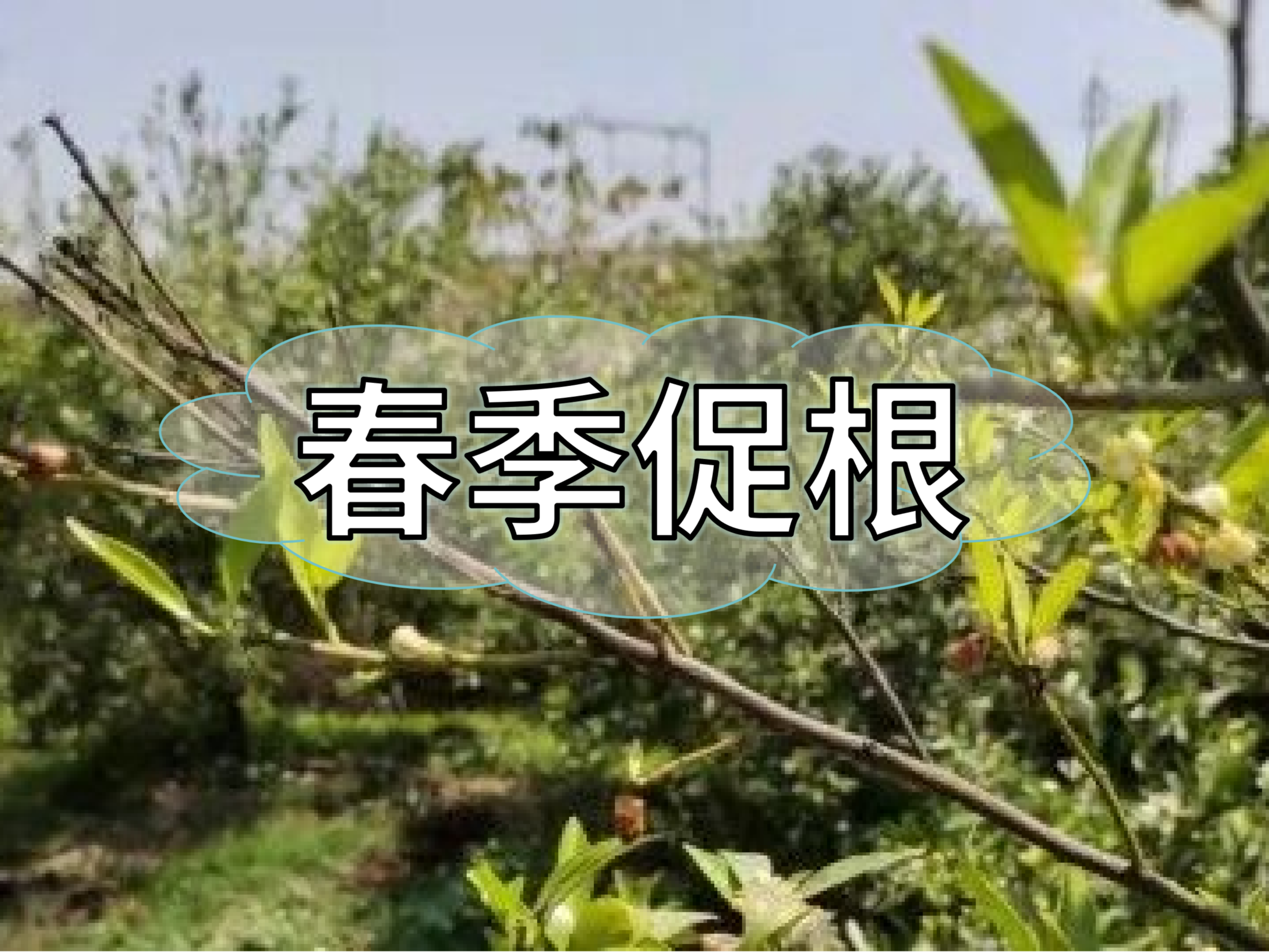 果樹生根養(yǎng)根，護根壯長怎么做省錢有效？