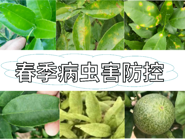 果樹病蟲害開始活動，防控方法就用這一套