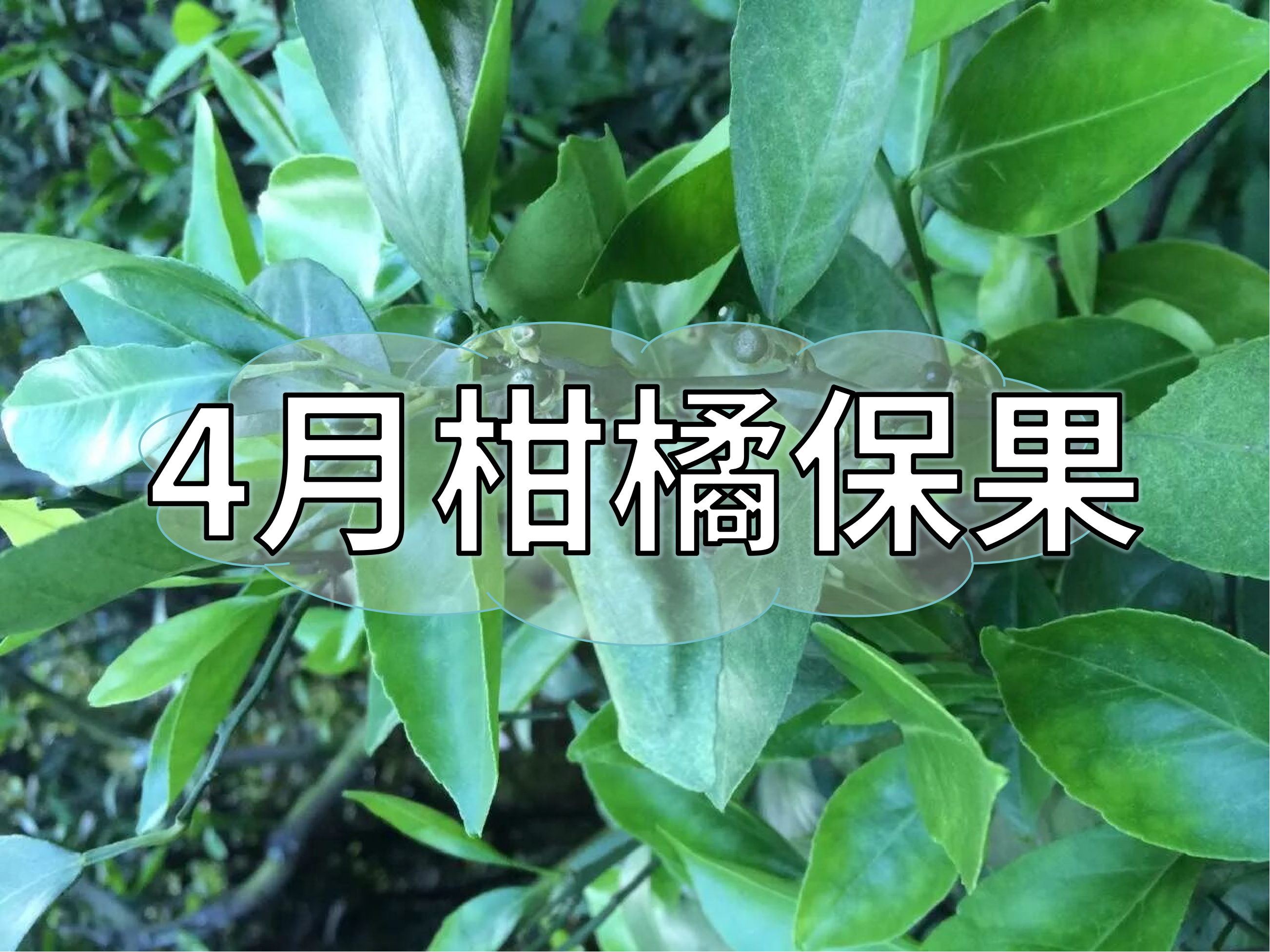 4月柑橘保果管理做好這3點，轉(zhuǎn)綠快落果少