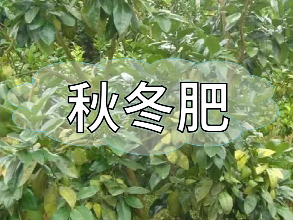 采后秋冬肥，有幾大問題需要農(nóng)戶朋友們注意