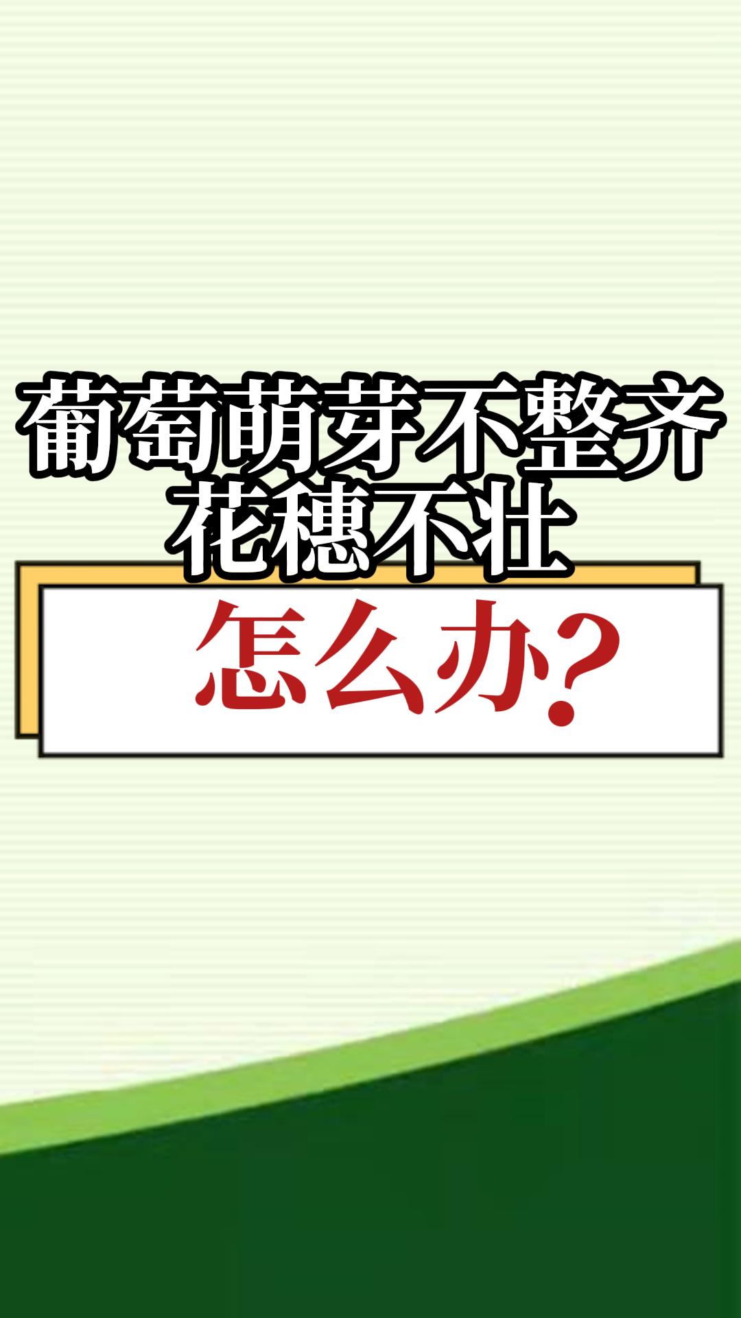 葡萄萌芽不整齊，花穗不壯，怎么辦？