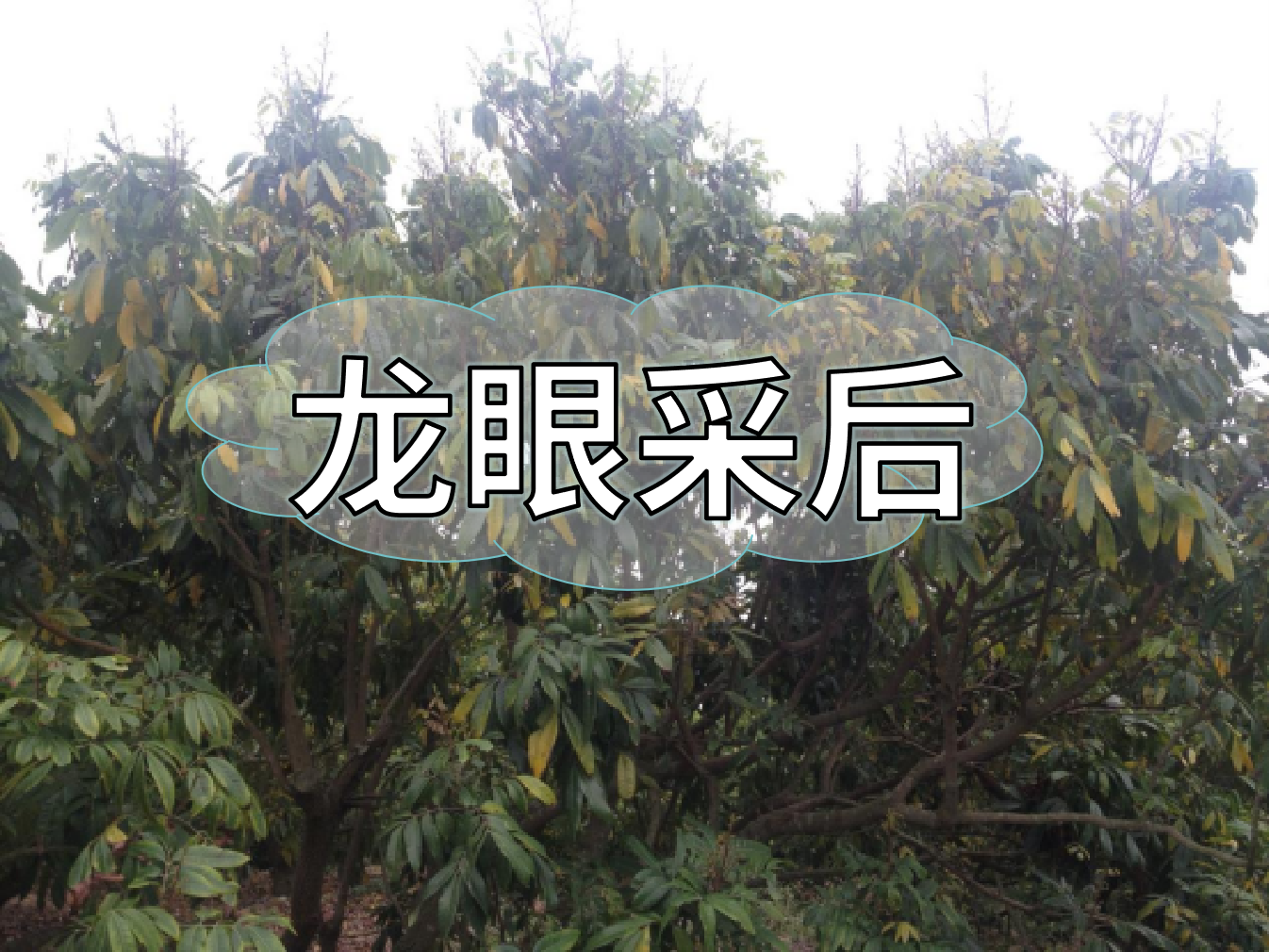 龍眼采摘后，做好保樹工作，預(yù)防大小年