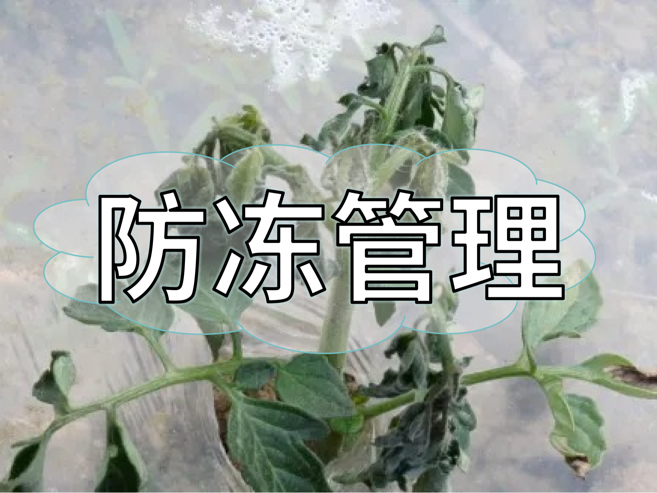 氣溫大跳水，柑橘草莓蔬菜等凍前凍后怎么管？
