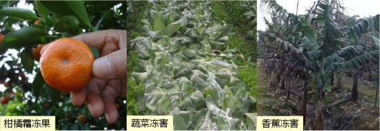 讓作物安全過冬的實用小妙招，速看