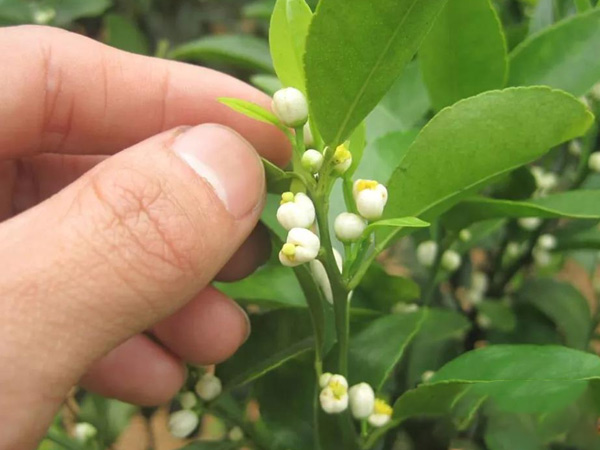 沃柑茂谷柑來花多要疏花，促花工作就不做了，小心花多不壯