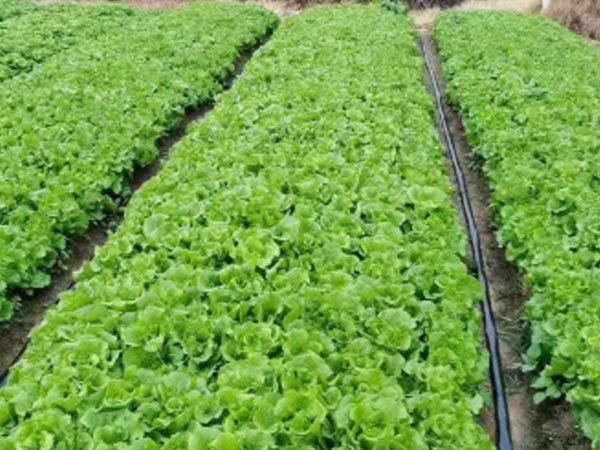 蔬菜秋季管理攻略