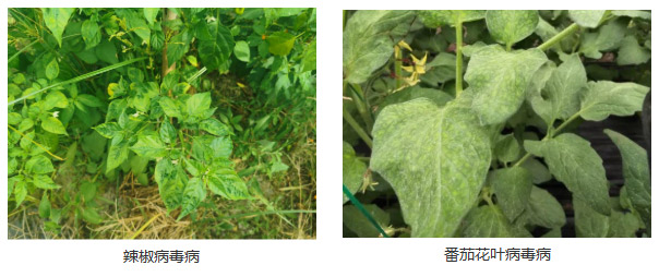 蔬菜秋季管理攻略