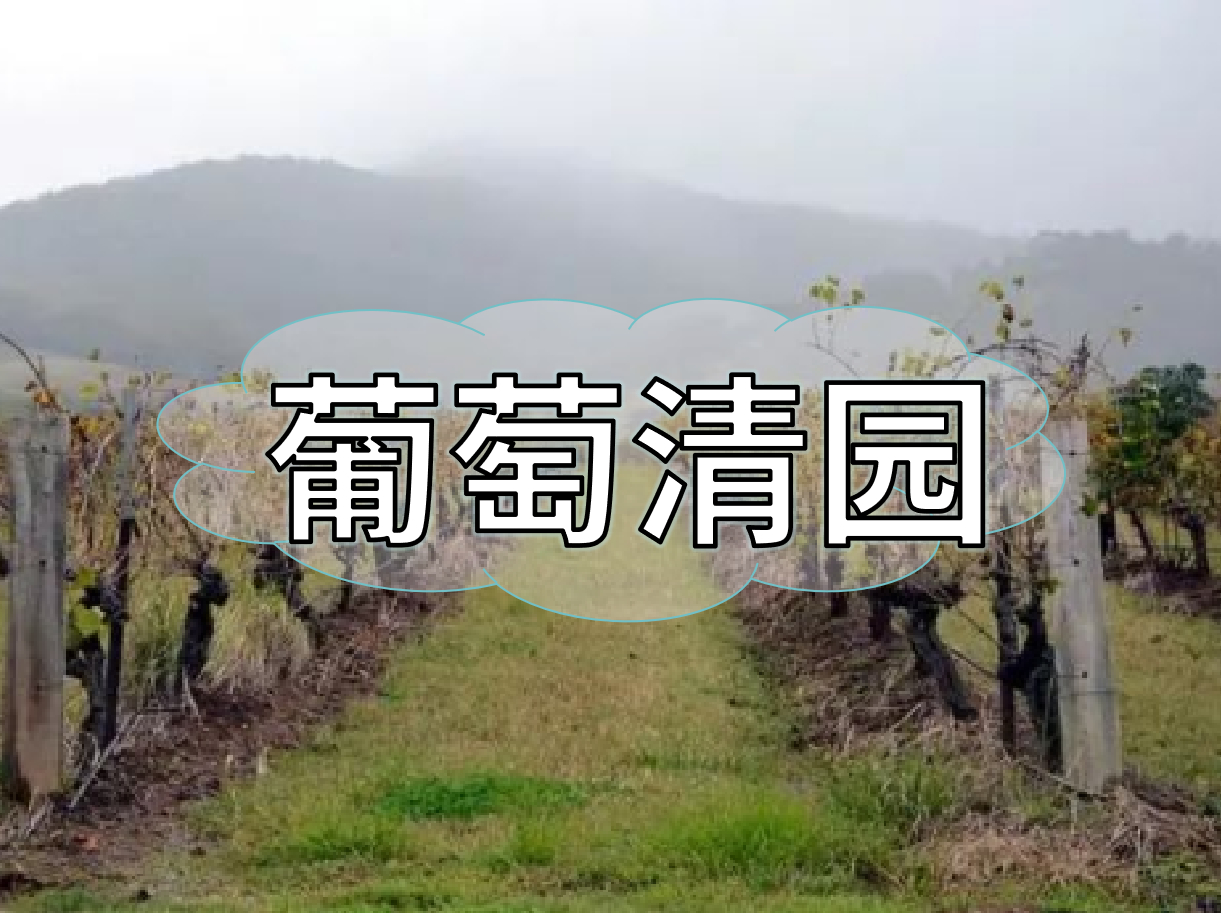 葡萄清園怎么進行？