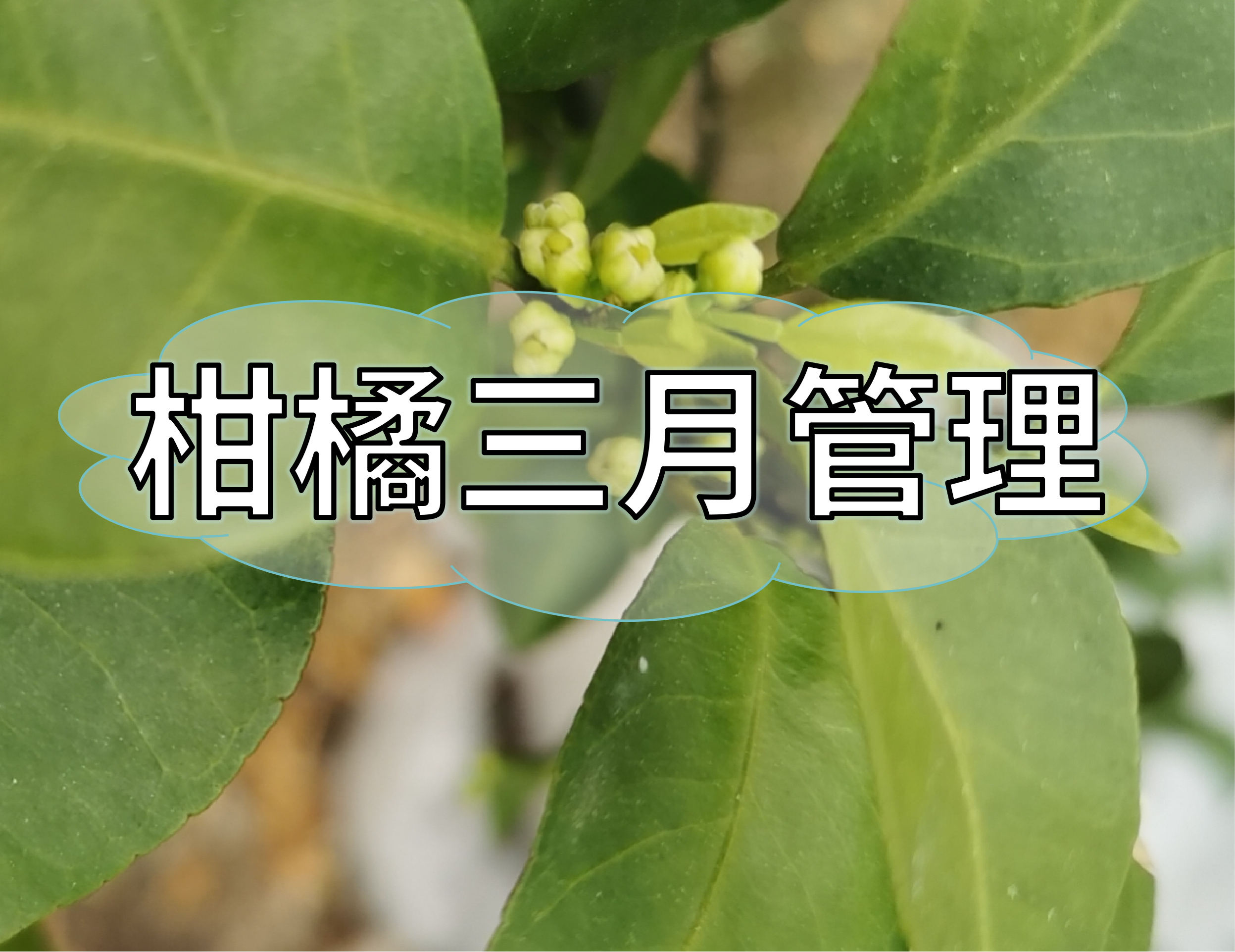 三月柑橘管理核心：促根、健樹、壯花