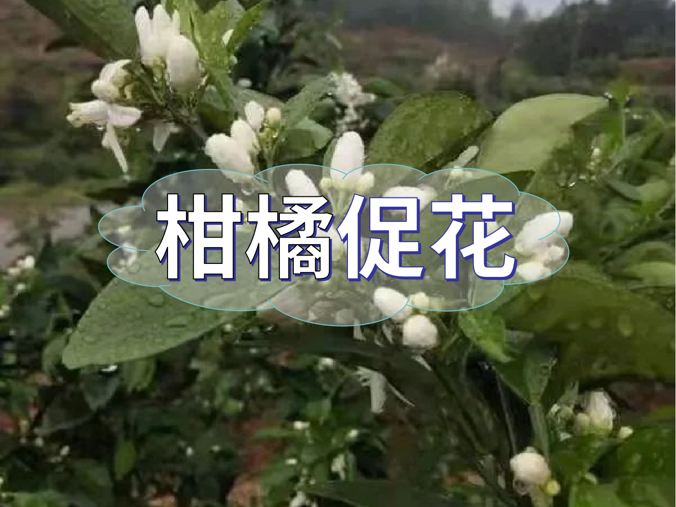 柑橘促花三要領(lǐng)，促進(jìn)優(yōu)質(zhì)花的形成