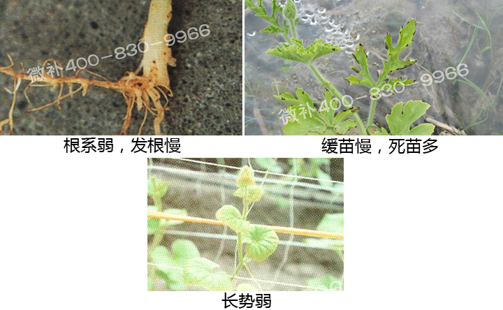 西瓜營(yíng)養(yǎng)方案