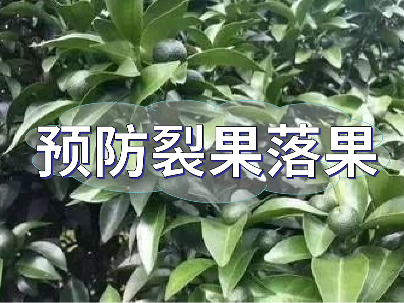 柑橘落果裂果高峰期，要先預防