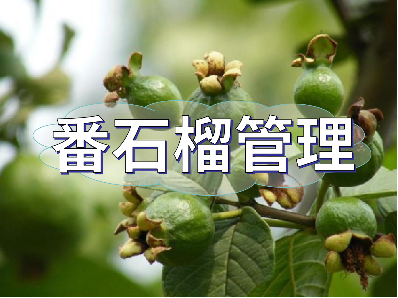 番石榴花少果少，連續(xù)開花坐果期這套方案提高產量