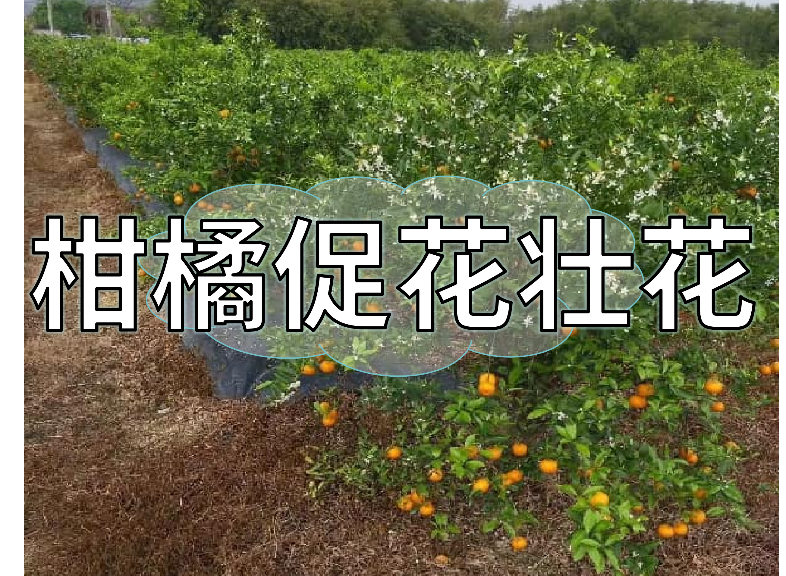 不同柑橘品種壯花保花簡單實(shí)用方案