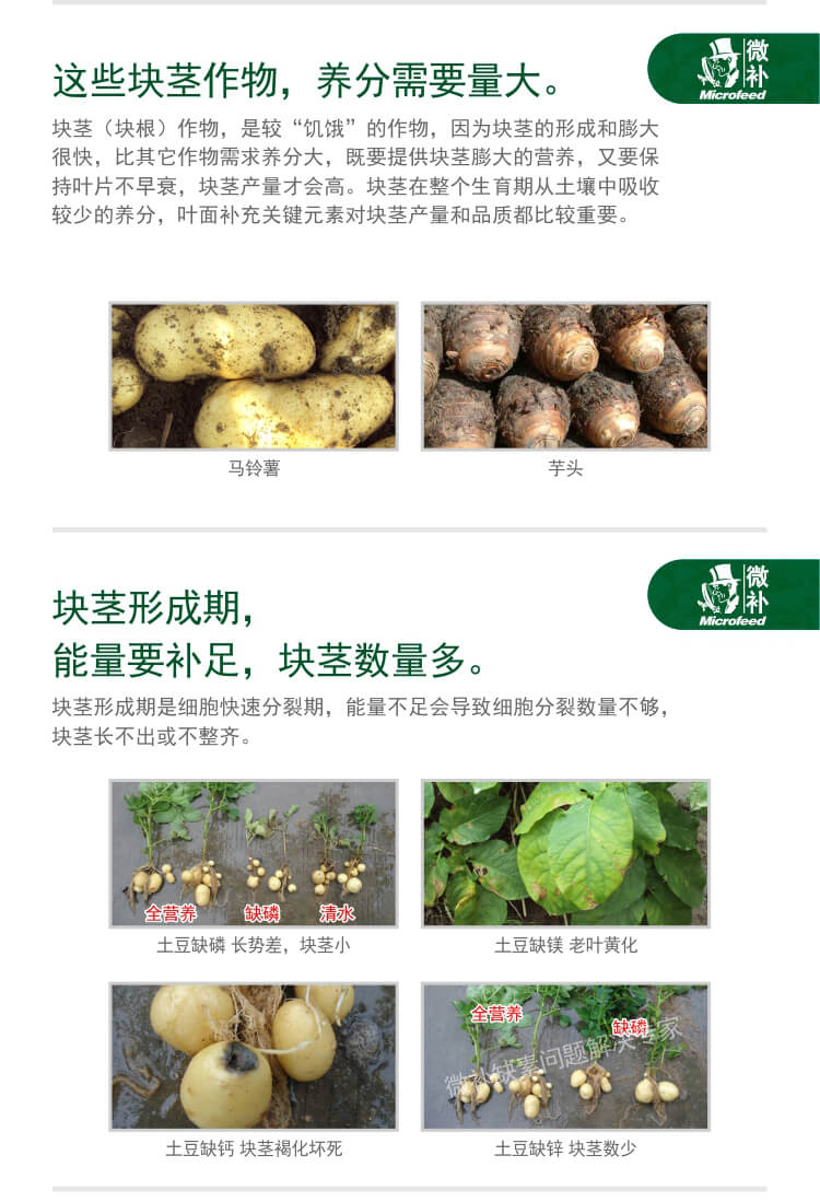 微補(bǔ)薯元寶