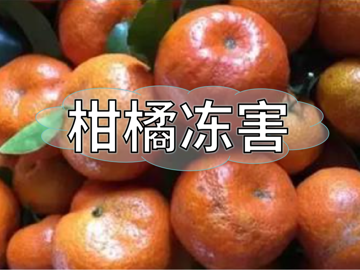 柑橘凍害難恢復(fù)，防凍提前做更重要