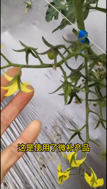 微補營養(yǎng)又淋又噴，圣女果花又粗又壯，非常漂亮