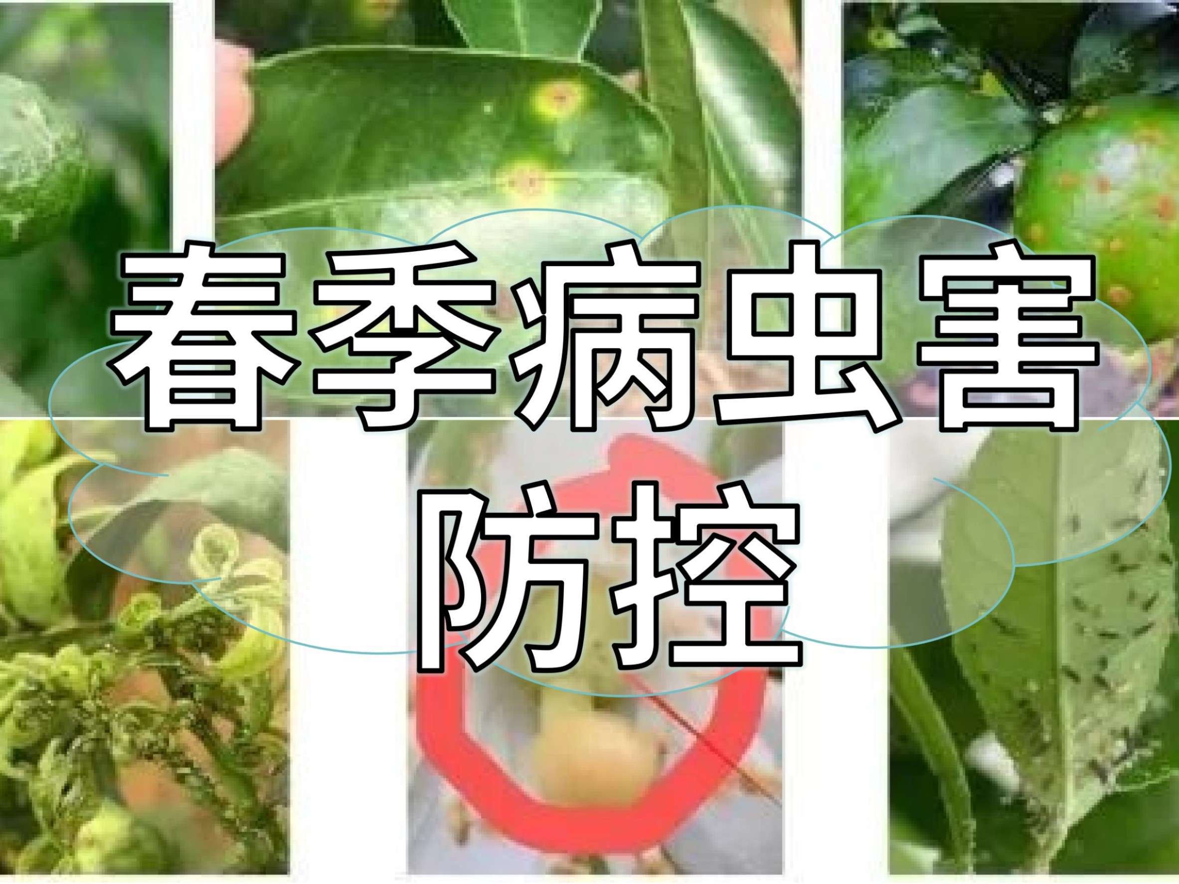 春季病蟲害高發(fā)，這個方法防控成本低效果好